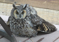 Long ared Owl