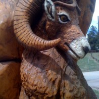 sheep